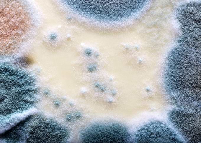 Mold spreading over the surface of the cheese
