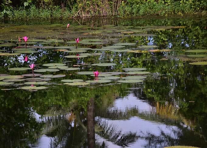 Water Lilies in a Pond