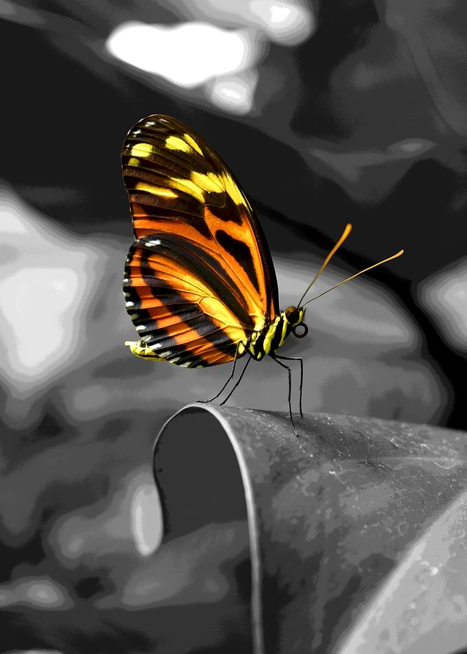 Monarch Butterfly