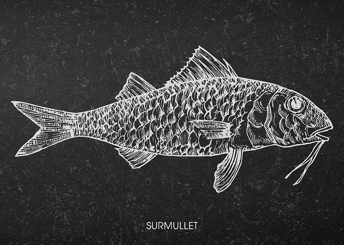 Surmullet Fish Chalkboard Illustration