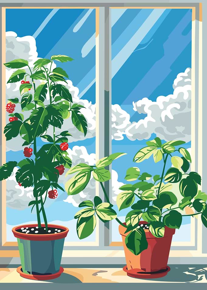 Indoor Plants by the Window