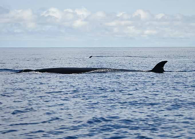 Sei Whale in the Ocean