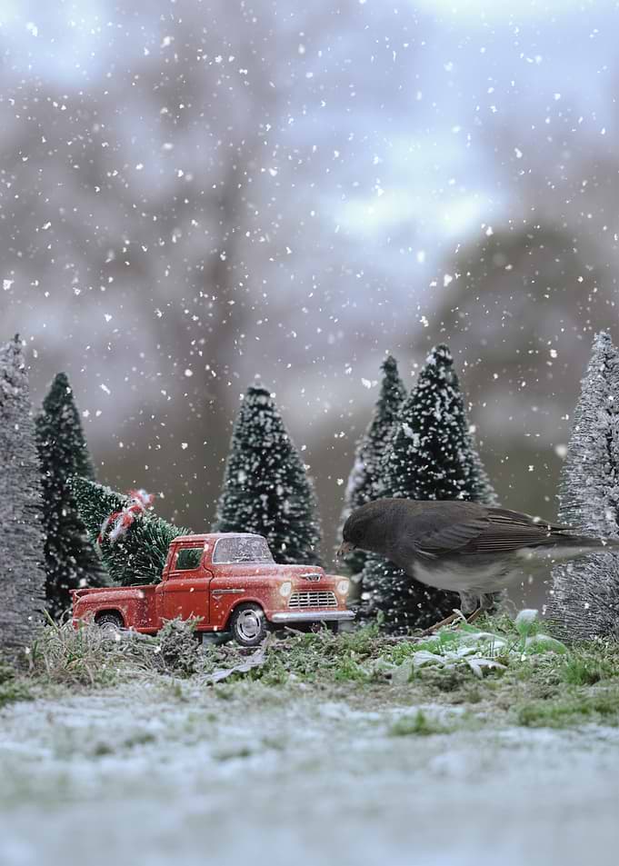 Winter Tree Peckin'