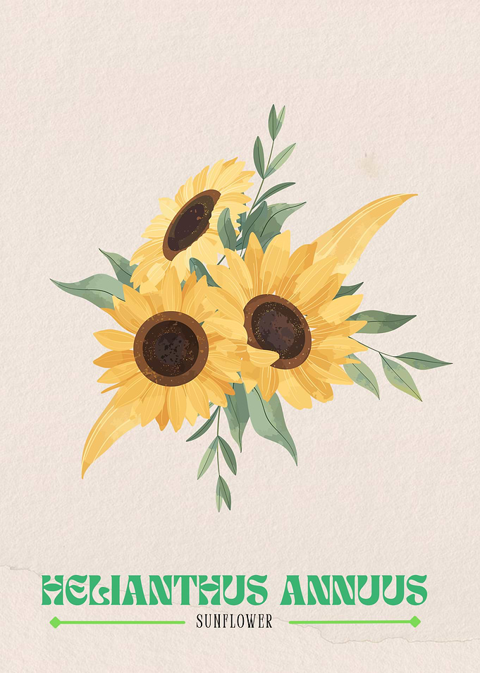 Sunflower Illustration