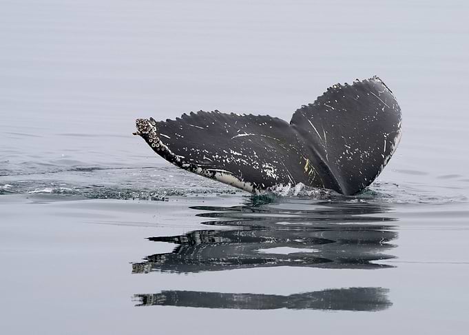Humpback Whale Tail in Ocean