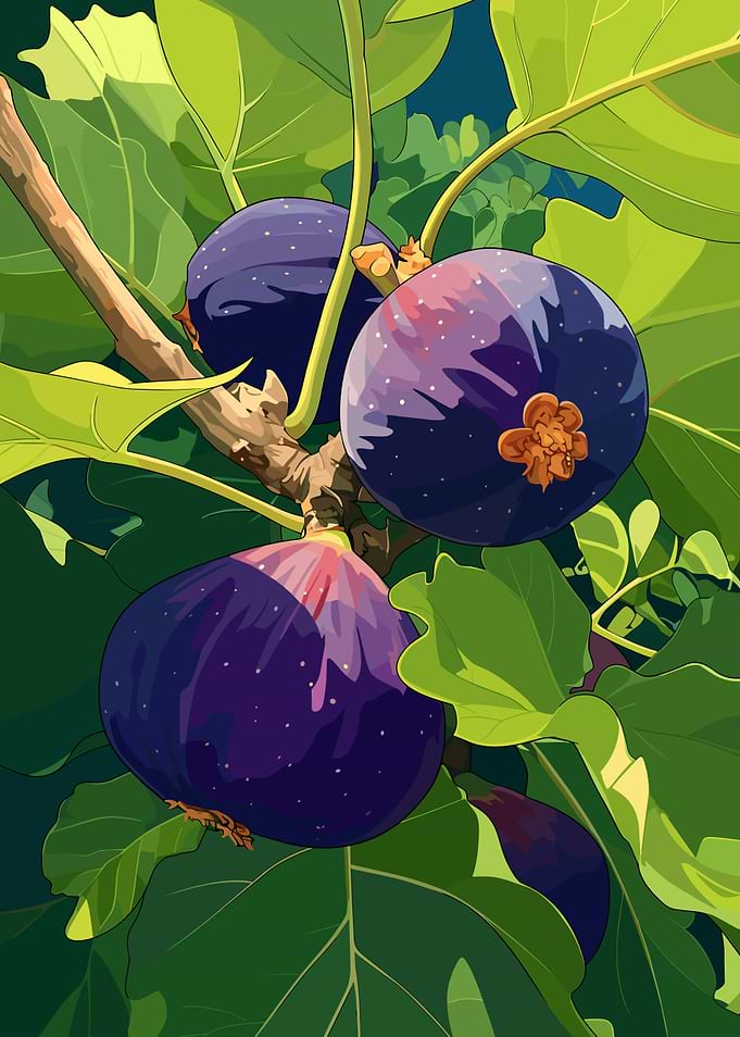 Fig Branch with Ripe Fruits