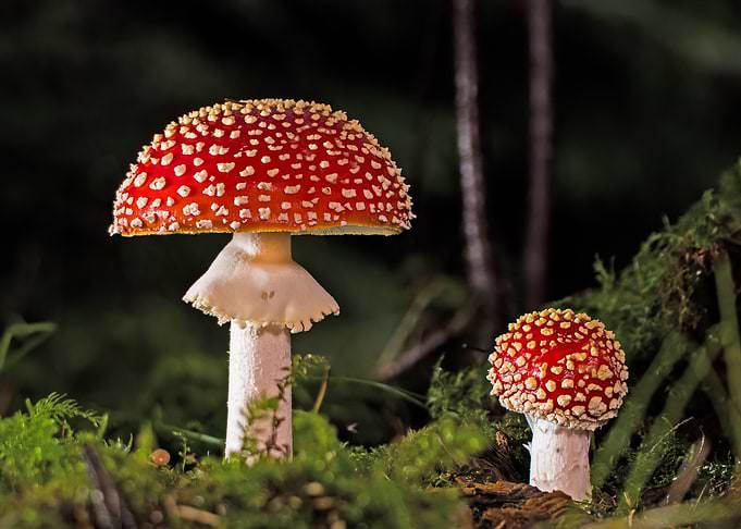 Amanita Muscaria Mushrooms in Forest Setting