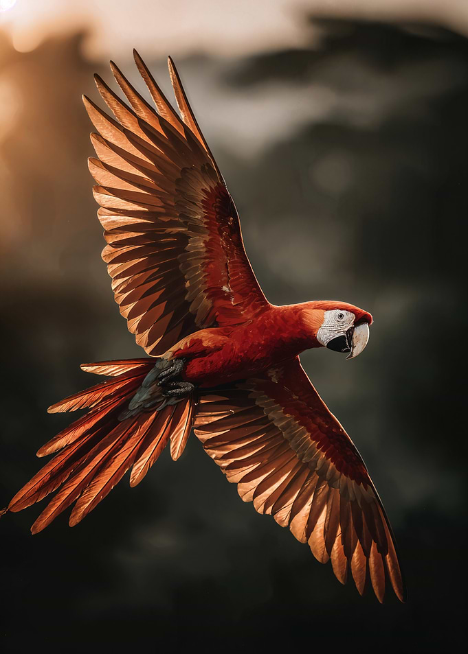 Scarlet Macaw in Flight