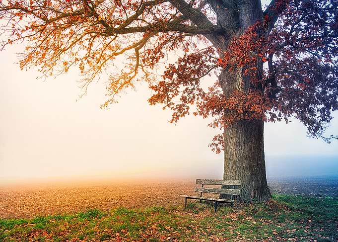 Autumn Tree with Bench in Fog