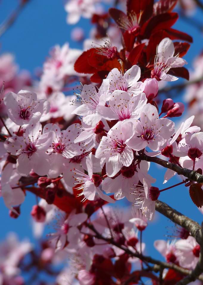 Pink Blossoms Against Blue Sky