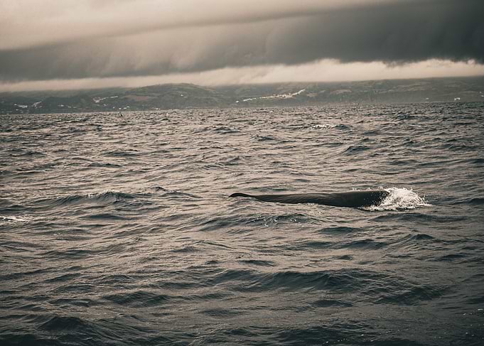 Whale in the Ocean