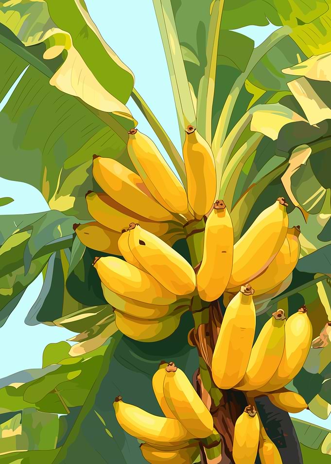 Banana Tree with Ripe Yellow Bananas