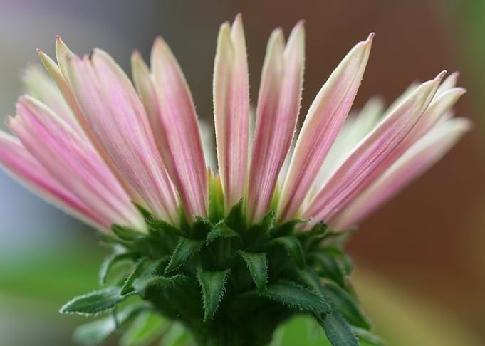 Pink flower Bud