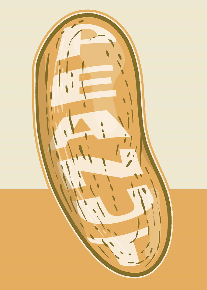 Stylized Peanut Illustration