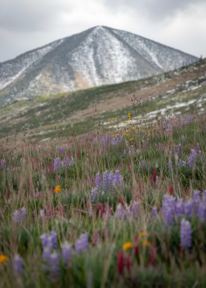 Mountain Meadow with Wildflowers