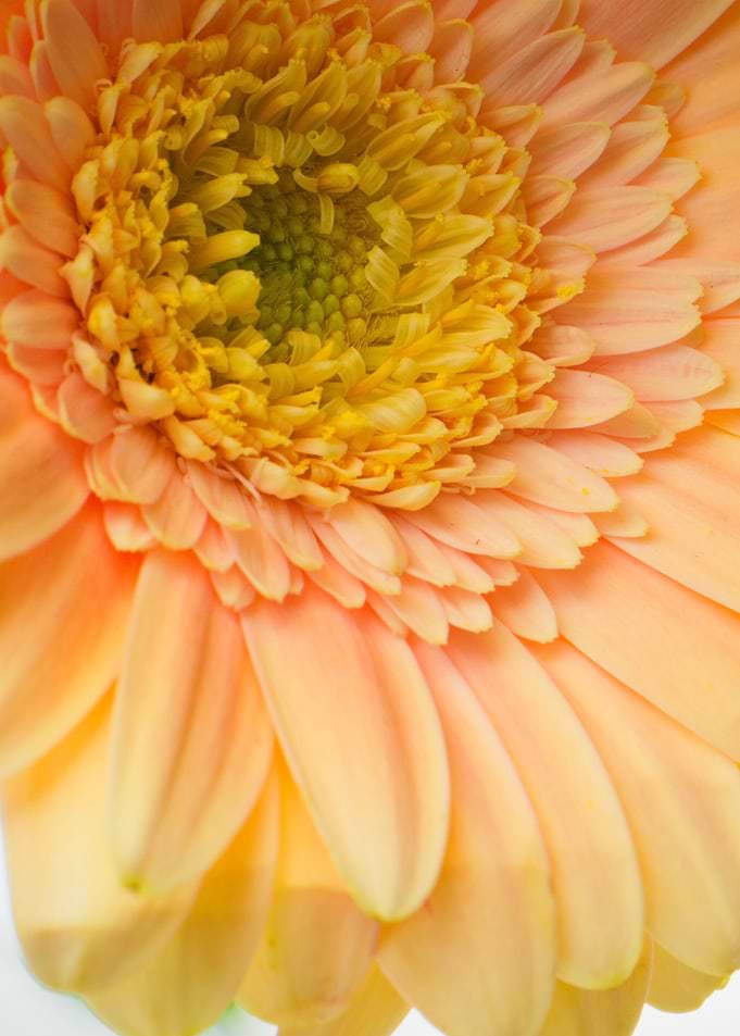 Daisy