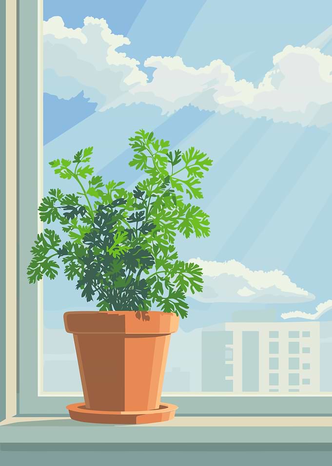 Potted Plant on Windowsill Illustration
