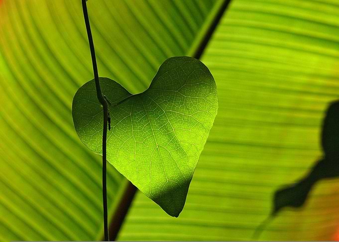 Heart-Shaped Leaf in Green Nature
