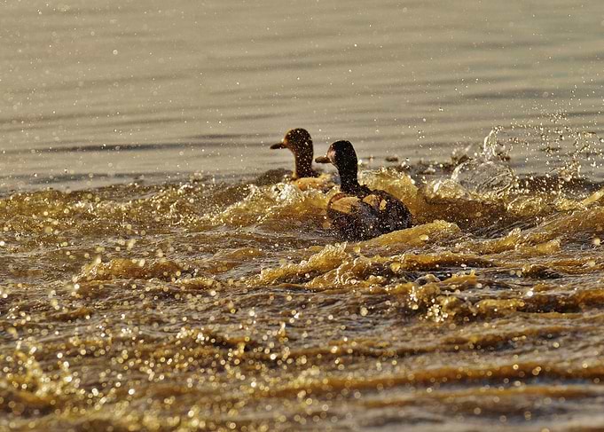 Ducks swimming in golden water