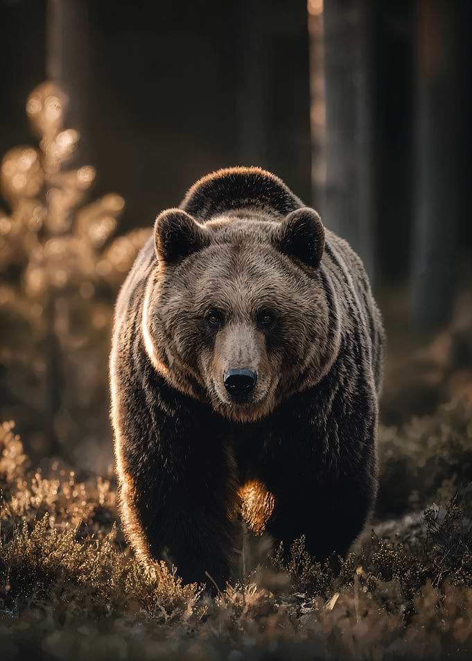 Brown Bear in Forest