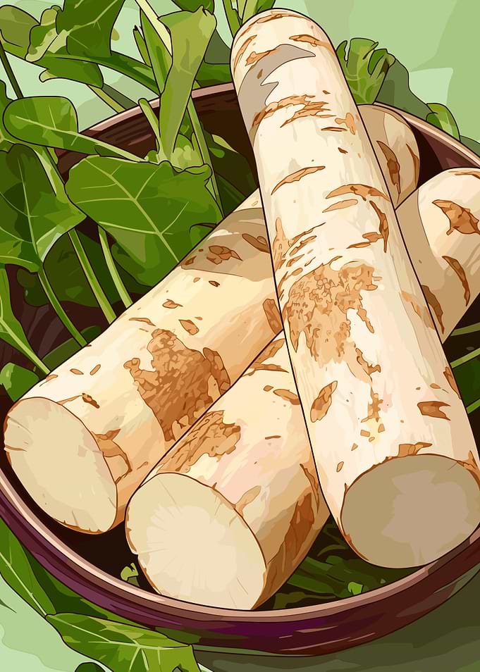 Burdock Root Still Life Illustration