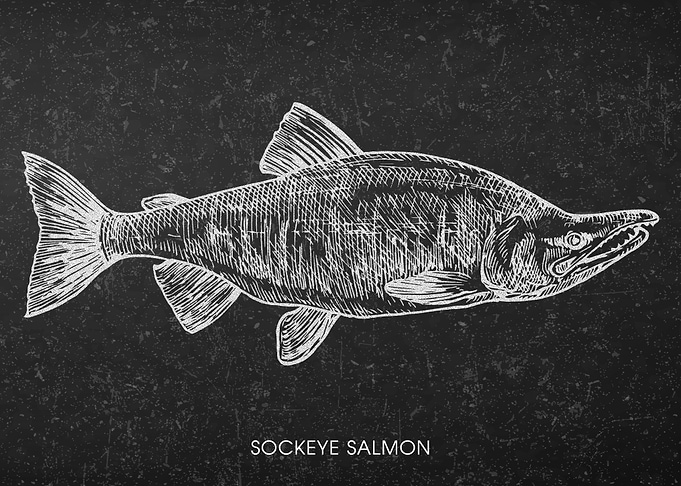 Sockeye Salmon Chalkboard Illustration