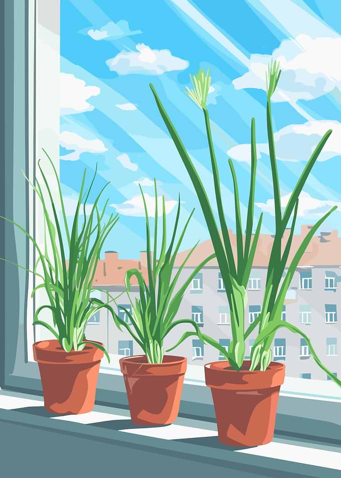 Potted Plants on Windowsill Illustration