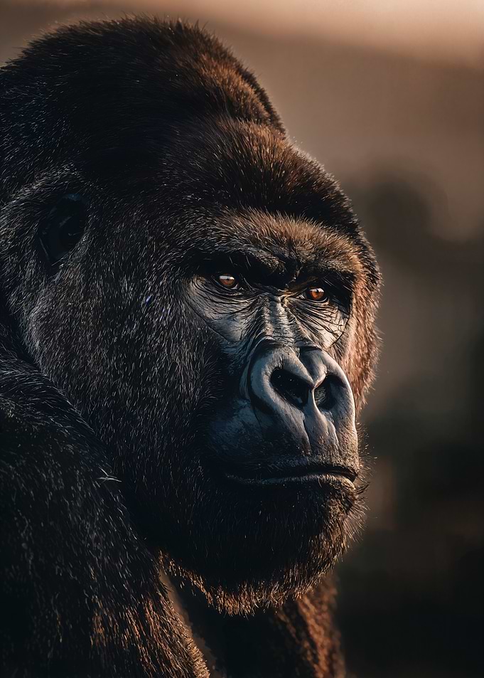 Majestic Gorilla