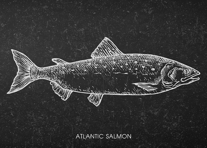 Atlantic Salmon Chalkboard Illustration