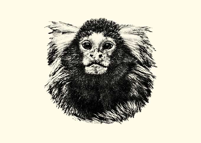 Marmoset Monkey Portrait Illustration