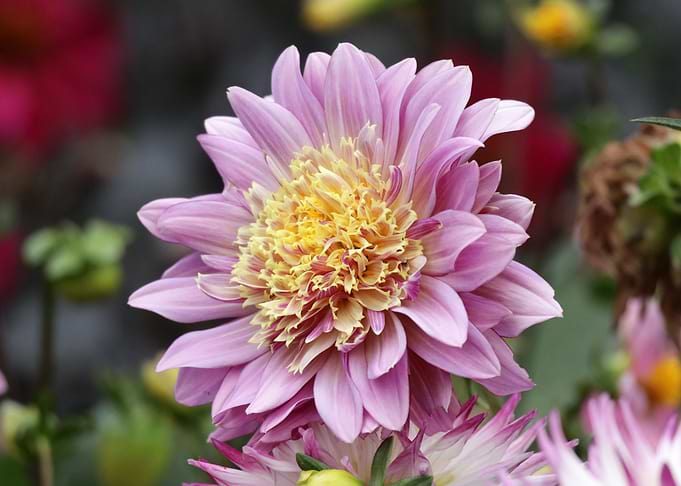 Pink and Yellow Dahlia Flower Close-Up