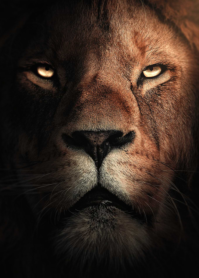 Lion Portrait