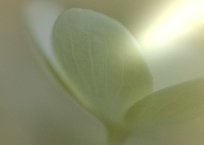 Abstract Leaf
