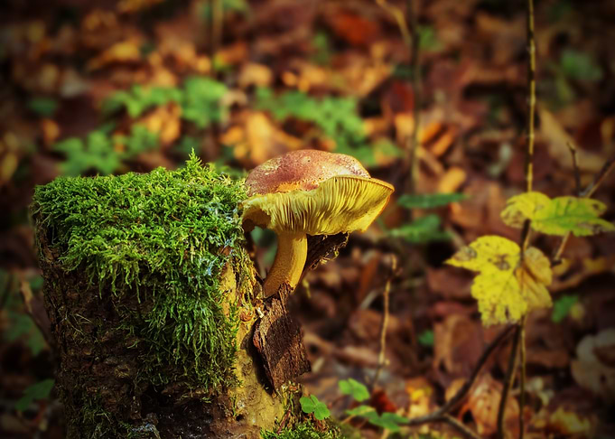 Mushroom on Mossy Stump in Forest