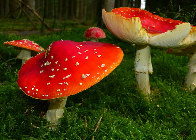 Amanita Muscaria Mushrooms in Forest