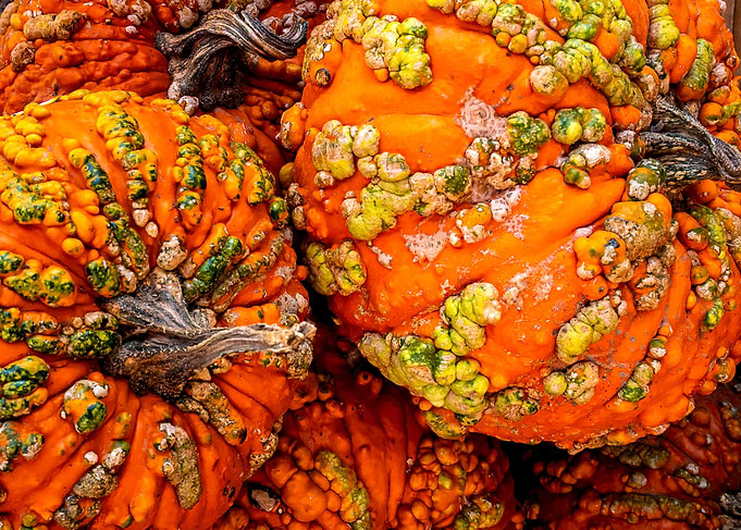 Knucklehead Orange Pumpkins Close-Up