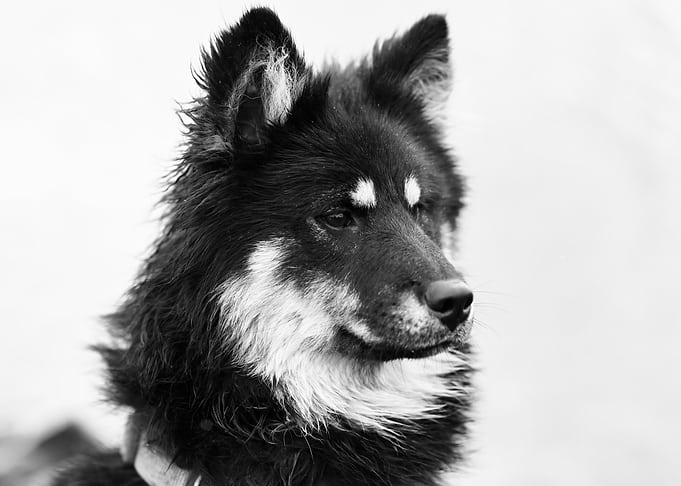Black and White Dog Portrait