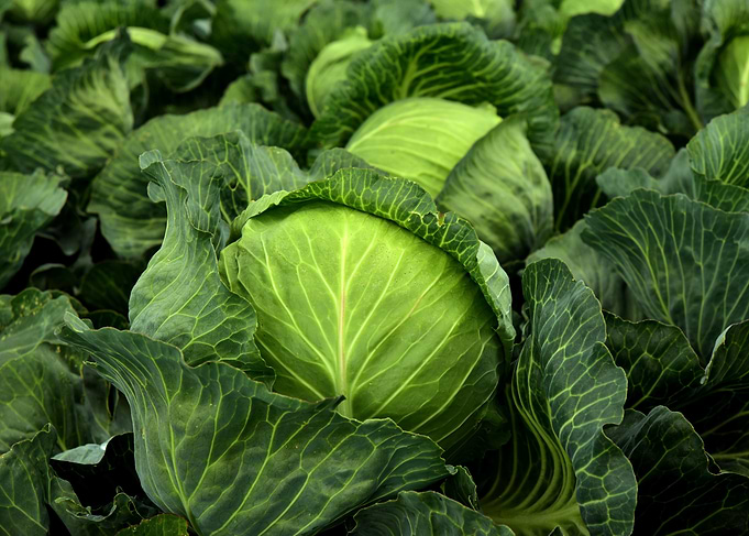 Fresh Green Cabbage Patch