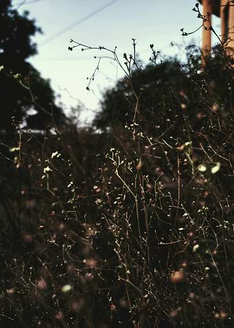 Overgrown plants in a garden