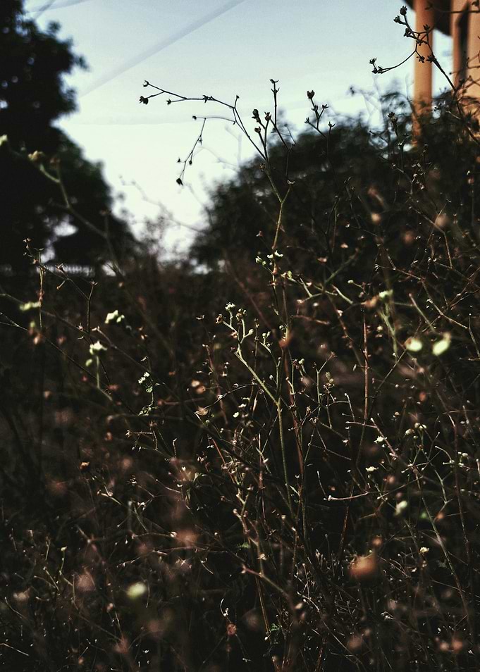 Overgrown plants in a garden
