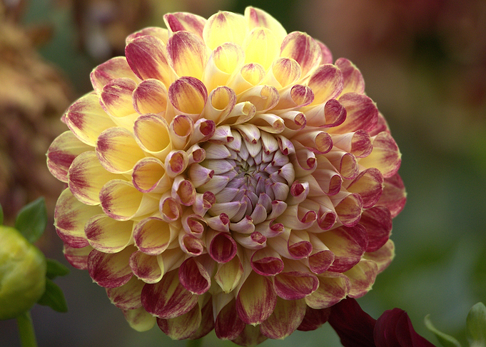 Yellow and Red Dahlia Flower Close-Up