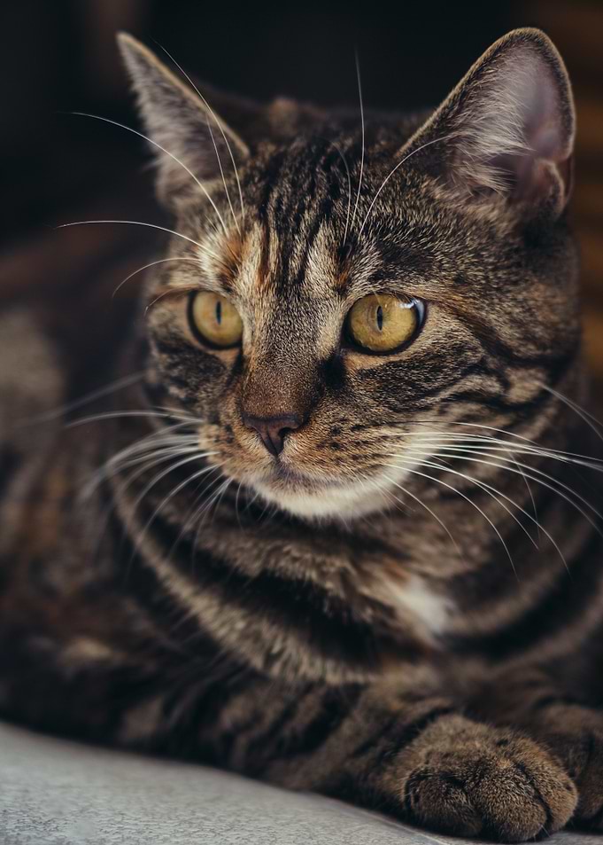 Brown Tabby Cat Portrait