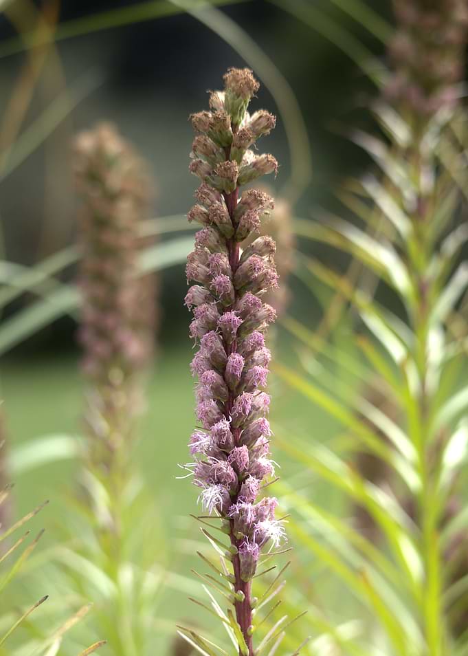 Liatris Spicata Flower Close-Up