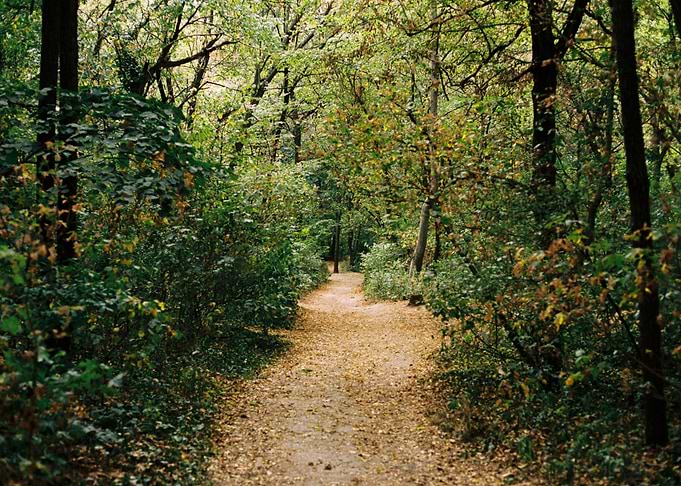 Forest Path in Autumn