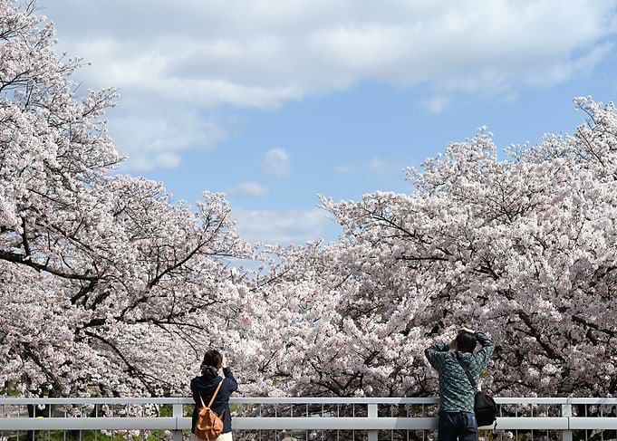 Cherry blossoms with people admiring view
