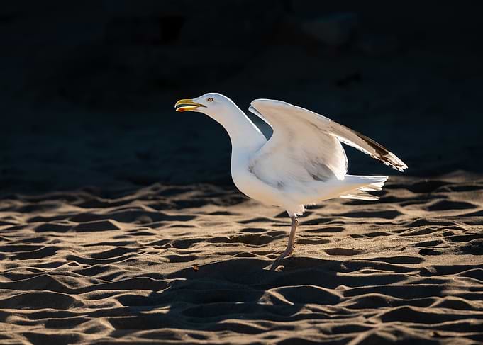 Seagull on the beach