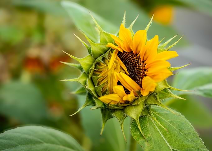 Sunflower Budding
