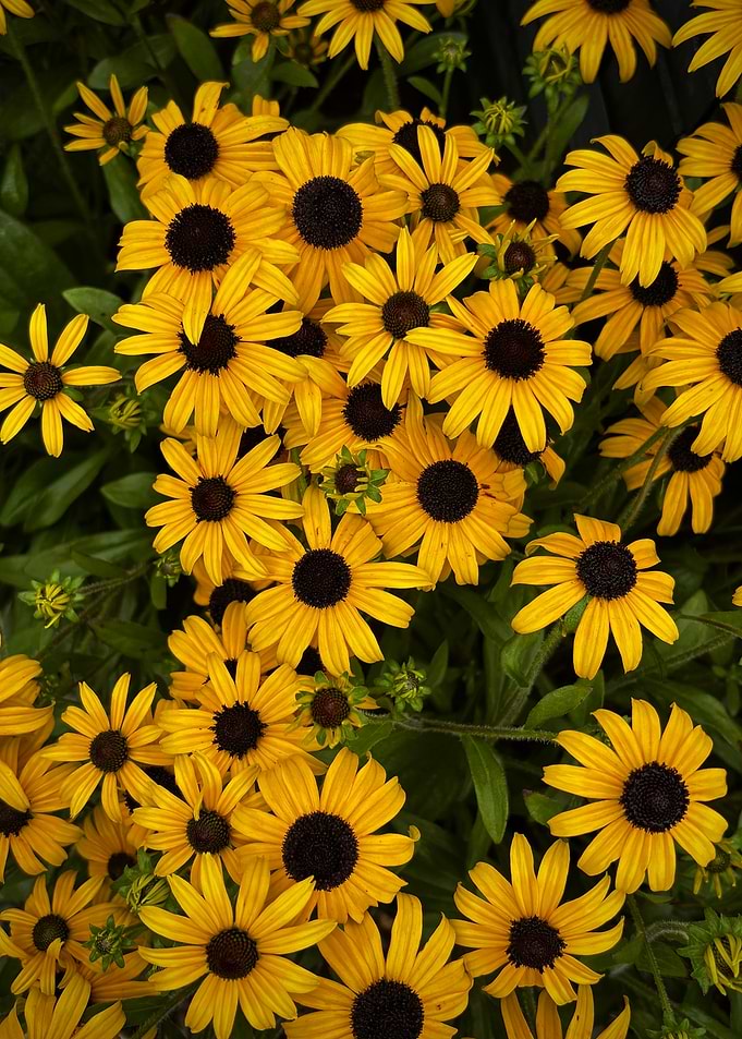 Black-Eyed Susans in Bloom