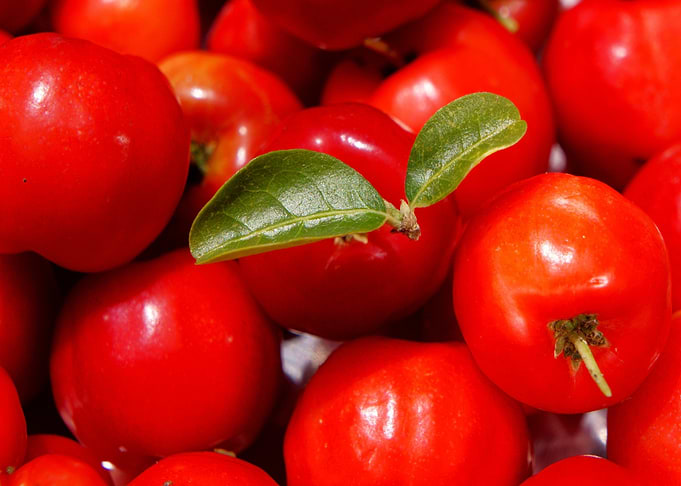 Pile of Fresh Red Acerola Cherries