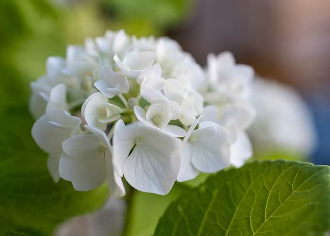 White Hydrangea Flower Close-Up
